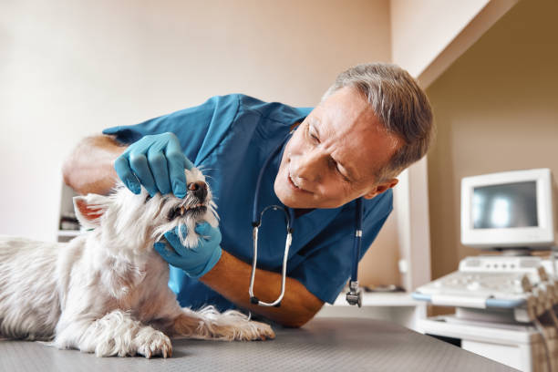 Best Same-Day Emergency Dentist in Willmsburg, IA
